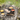 Koken op open vuur (driepoot) met een Dutch Oven: Tips en Tricks